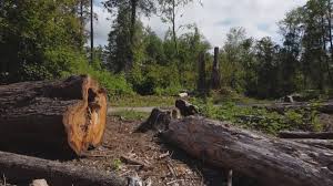 Best Tree Trimming and Pruning  in Rancho Santa Margarita, CA