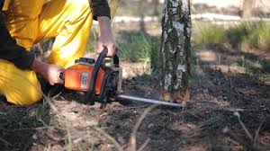 Best Hazardous Tree Removal  in Rancho Santa Margarita, CA