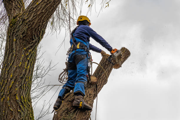 Best Aeration Services  in Rancho Santa Margarita, CA