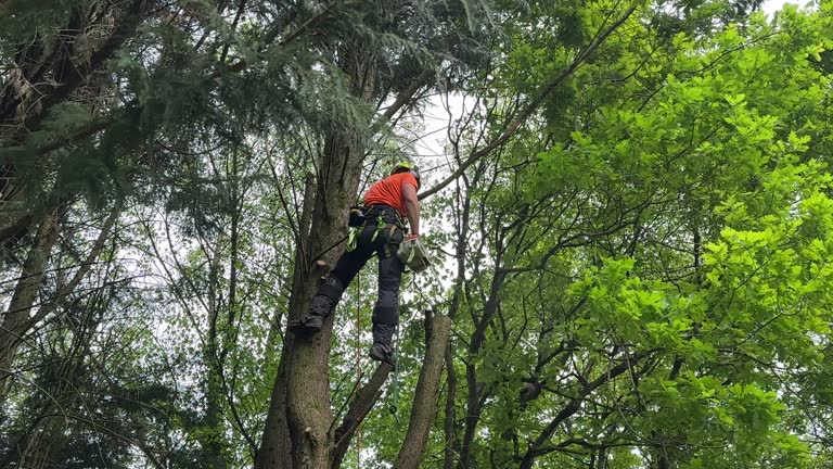 Best Tree Disease Treatment  in Rancho Santa Margarita, CA