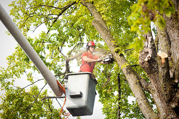 Rancho Santa Margarita, CA Tree Removal Company